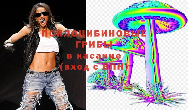 хмурый Аркадак