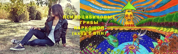 хмурый Аркадак
